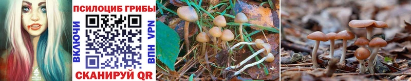 закладки  Мыски  Псилоцибиновые грибы Cubensis 
